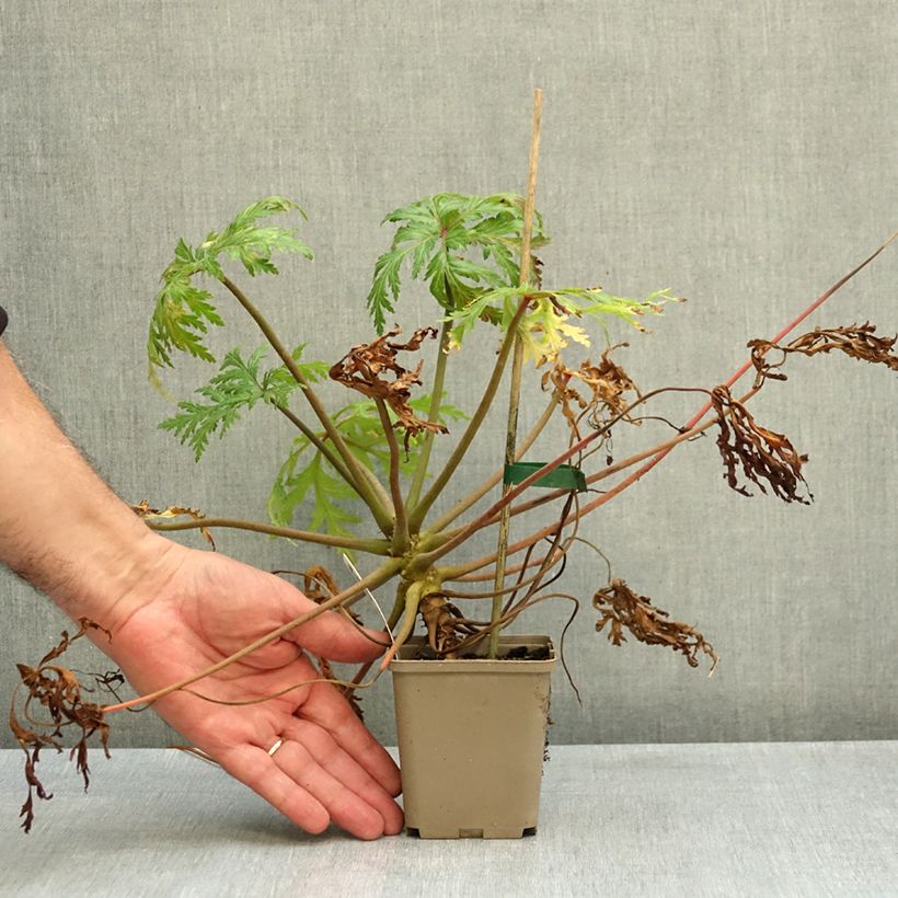 Esemplare di Geranium maderense Album Vasetto da 8/9 cm come consegnato in autunno