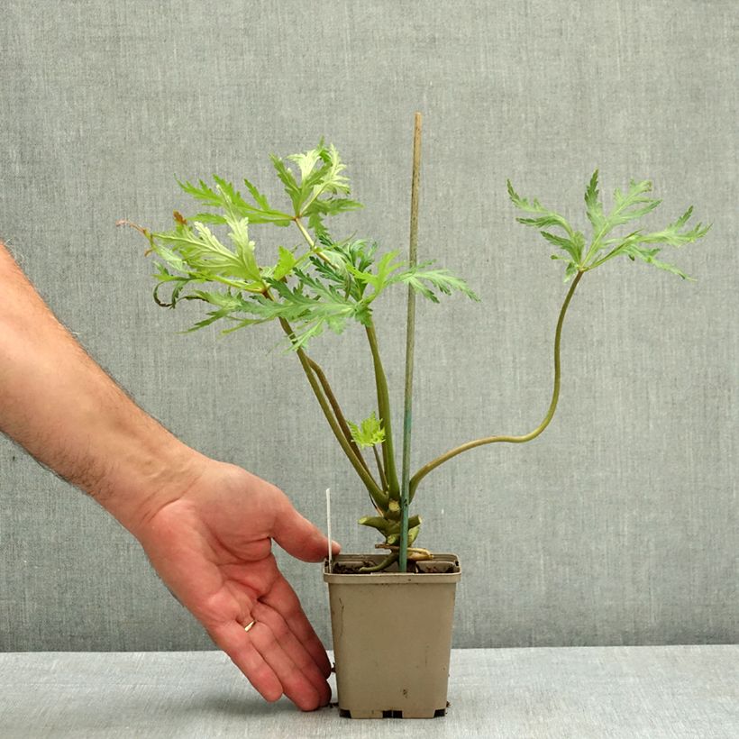 Esemplare di Geranium maderense Album Vasetto da 8/9 cm consegnato in estate