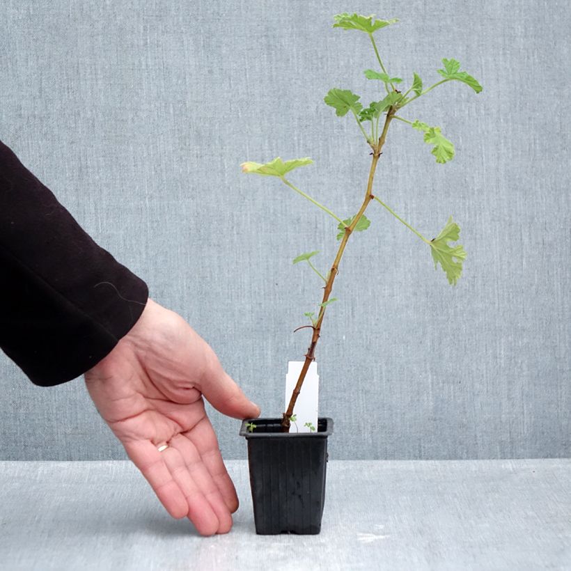 Esemplare di Pelargonium capitatum - Geranio capitato Vasetto da 7/8 cm come consegnato in autunno