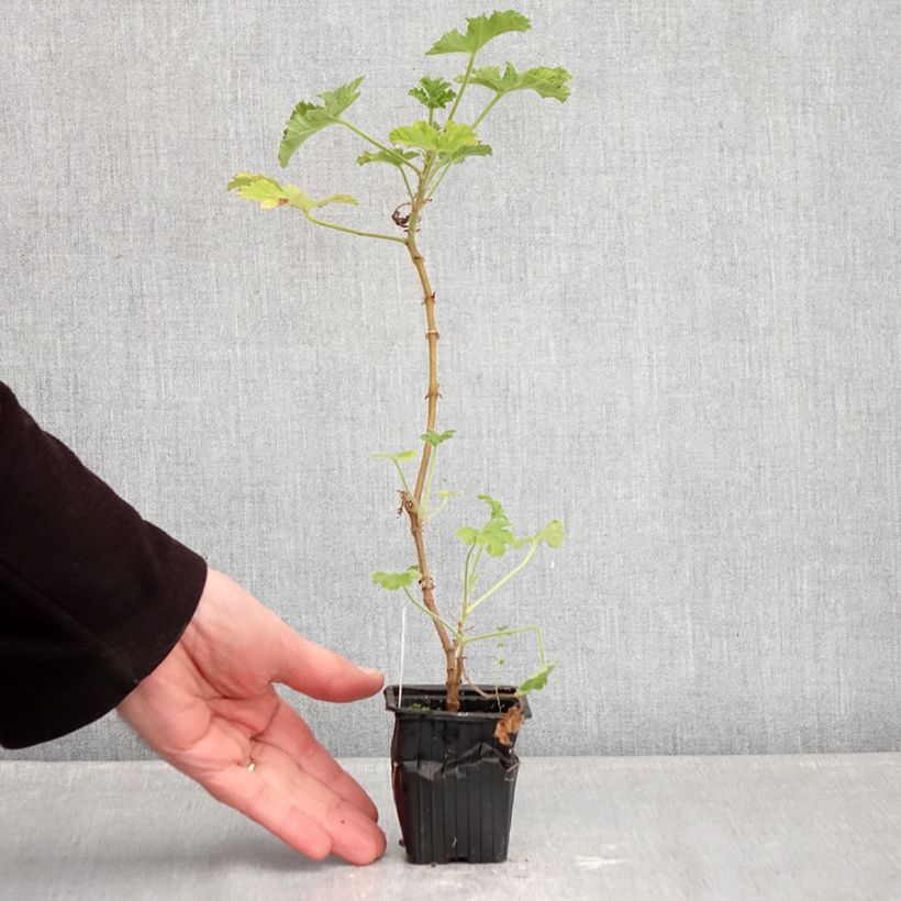 Pelargonium capitatum - Geranio capitato Vasetto da 7/8 cm esemplare consegnato in inverno