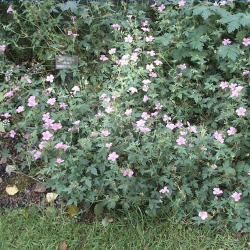 Geranium oxonianum Hollywood (Porto)