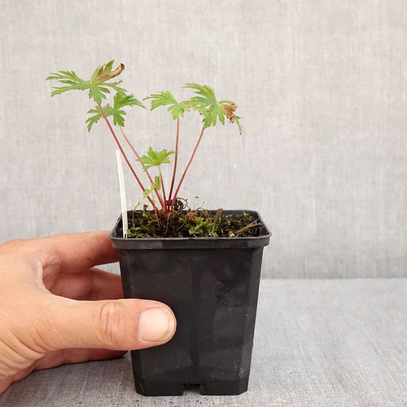 Esemplare di Geranium pratense Else Lacey - Geranio dei prati Vasetto da 8/9 cm consegnato in estate