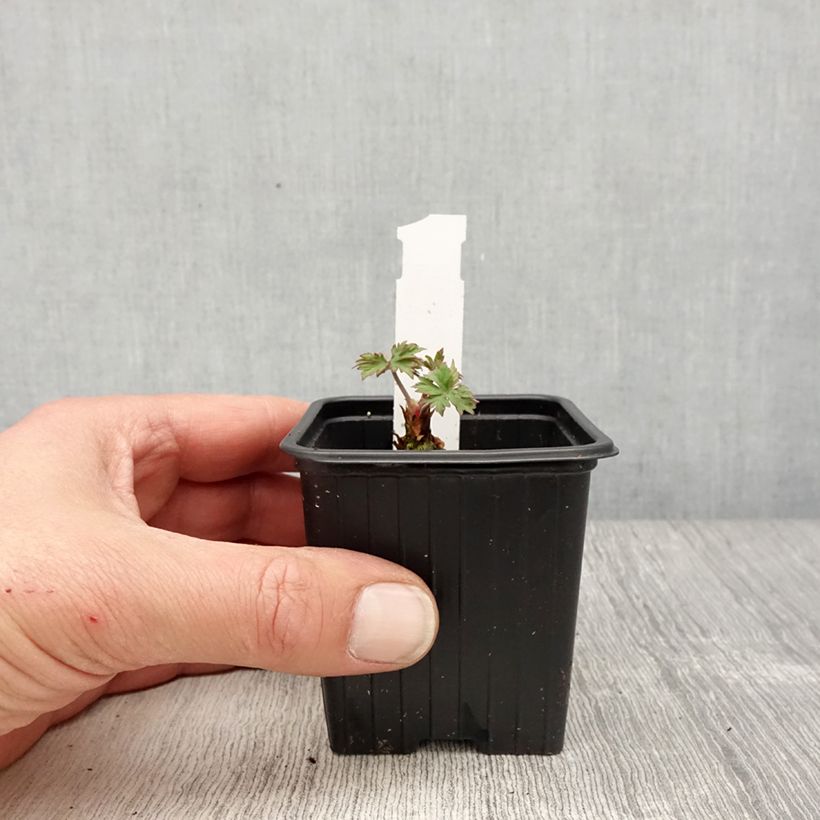 Geranium pratense Else Lacey - Geranio dei prati Vasetto da 8/9 cm esemplare consegnato in primavera