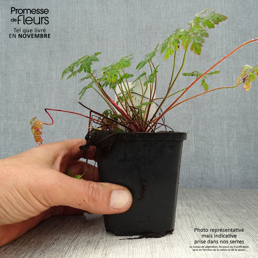 Esemplare di Geranium robertianum - Geranio di San Roberto Vasetto da 8/9 cm come consegnato in autunno