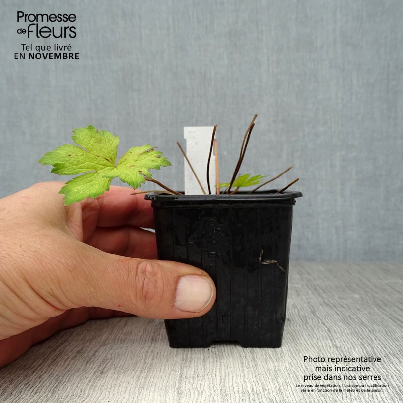 Esemplare di Geranium Ann Folkard Vasetto da 8/9 cm come consegnato in autunno