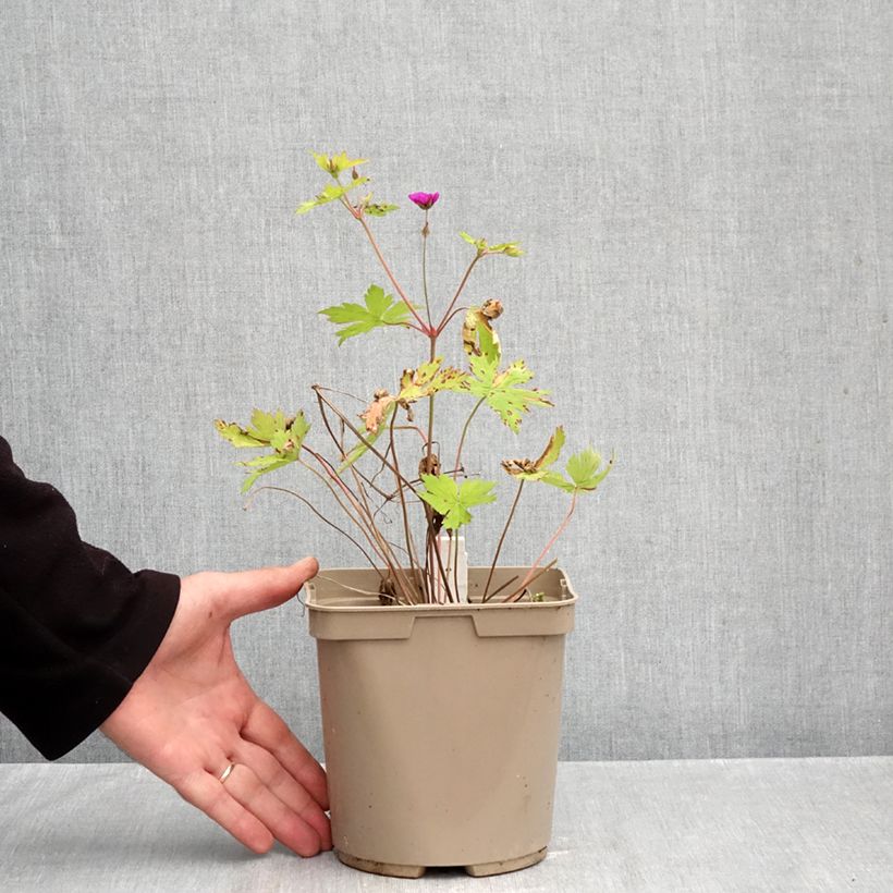 Esemplare di Geranium Ann Folkard Vaso da 2L/3L come consegnato in autunno