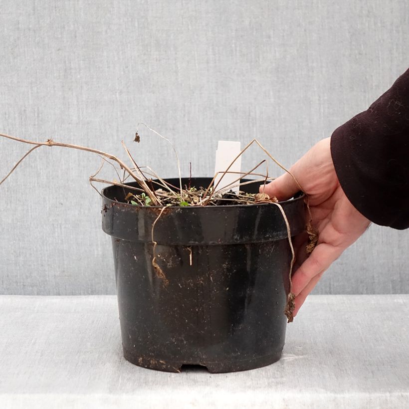 Geranium Ann Folkard Vaso da 2L/3L esemplare consegnato in inverno