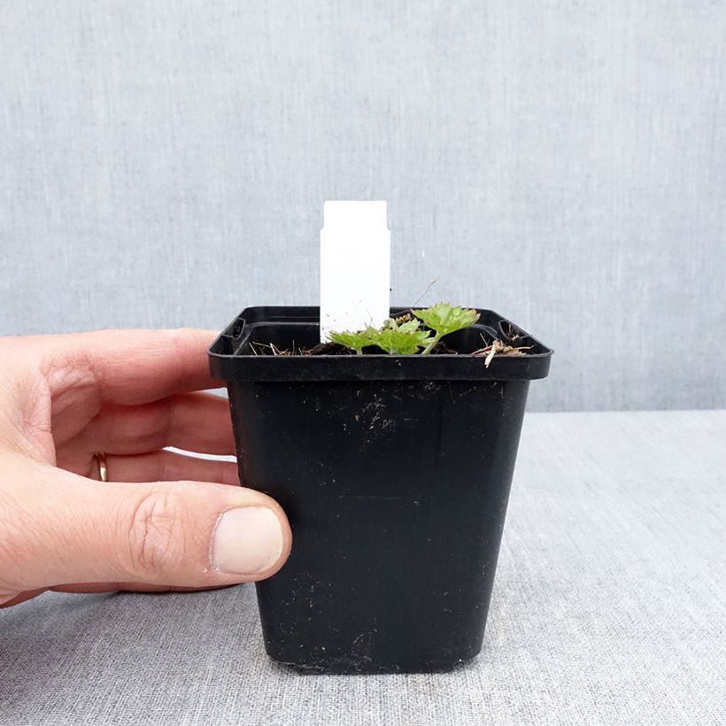 Geranium sanguineum Anne's Family Carol Anne - Geranio sanguigno Vasetto da 8/9 cm esemplare consegnato in primavera