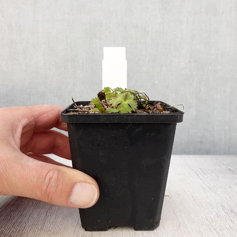 Geranium Anne's Family Mary Anne Vasetto da 8/9 cm esemplare consegnato in primavera