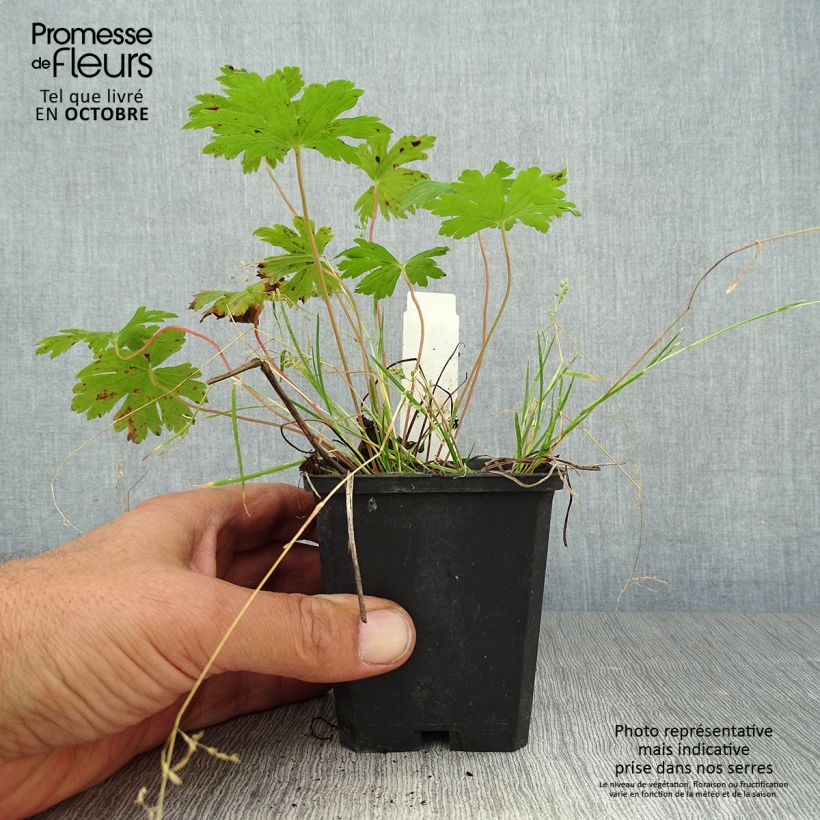 Esemplare di Geranium Anne Thomson Vasetto da 8/9 cm come consegnato in autunno