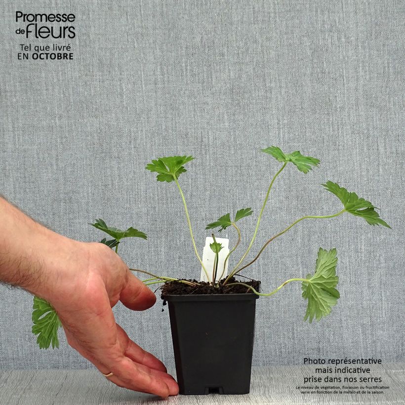 Esemplare di Geranium Azure Rush Vasetto da 8/9 cm come consegnato in autunno