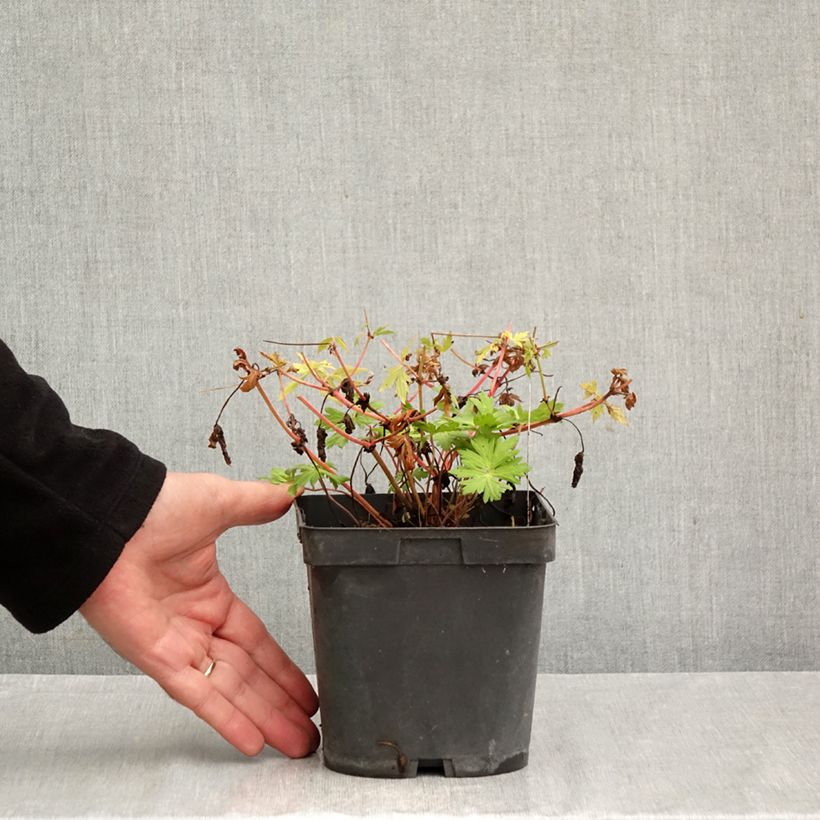 Esemplare di Geranium Blue Sunrise Vaso da 2L/3L come consegnato in autunno