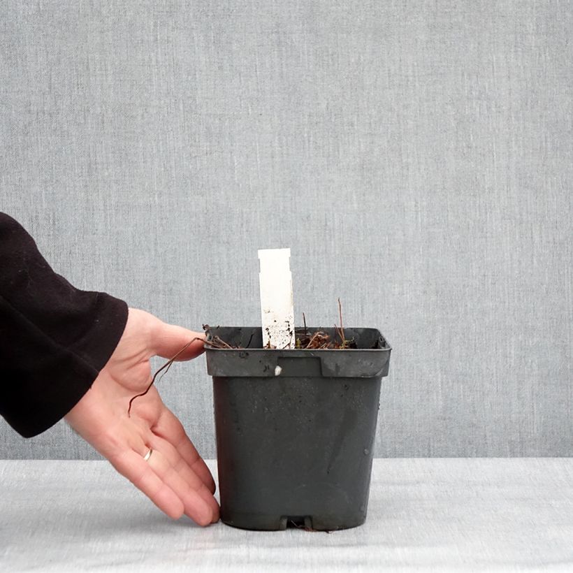 Geranium Blue Sunrise Vaso da 2L/3L esemplare consegnato in inverno