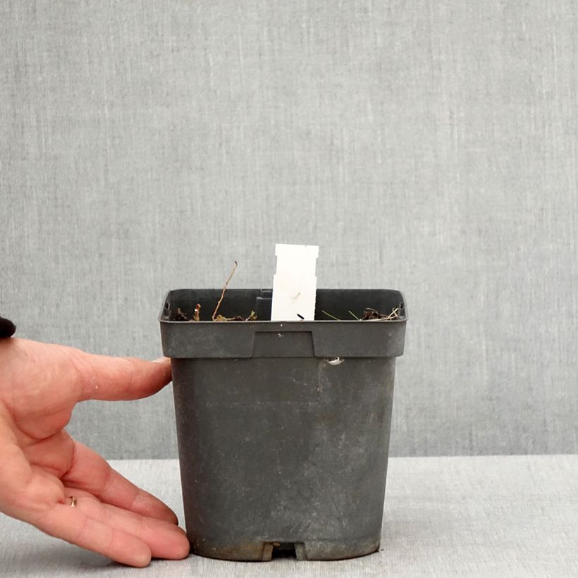 Geranium Blue Sunrise Vaso da 2L/3L esemplare consegnato in primavera