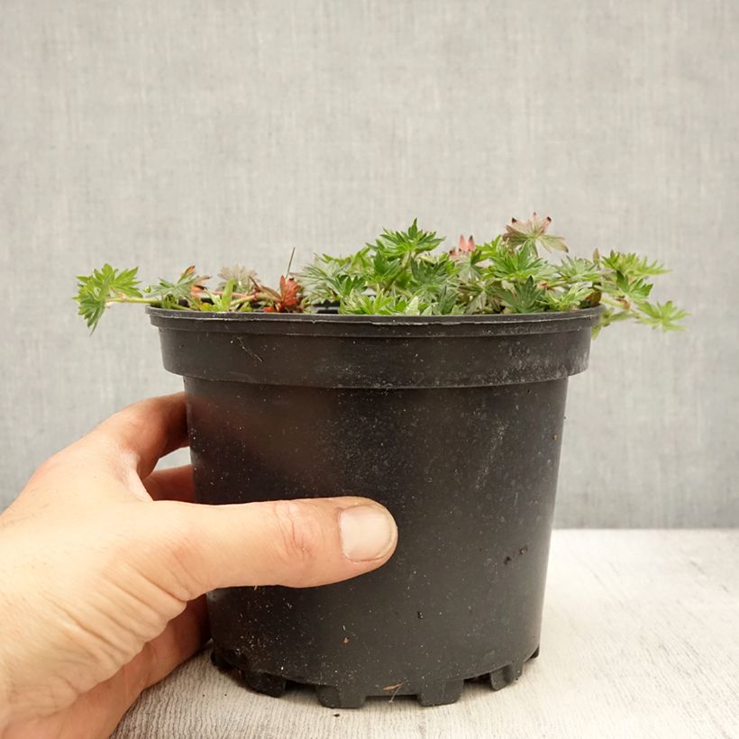 Geranium sanguineum Blushing Turtle - Geranio sanguigno Vaso da 2L/3L esemplare consegnato in primavera