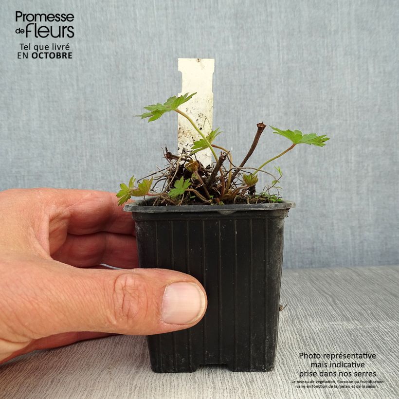 Esemplare di Geranium sanguineum Blushing Turtle - Geranio sanguigno Vasetto da 8/9 cm come consegnato in autunno