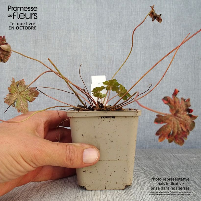 Esemplare di Geranium sessiliflorum Bob's Blunder Vasetto da 8/9 cm come consegnato in autunno