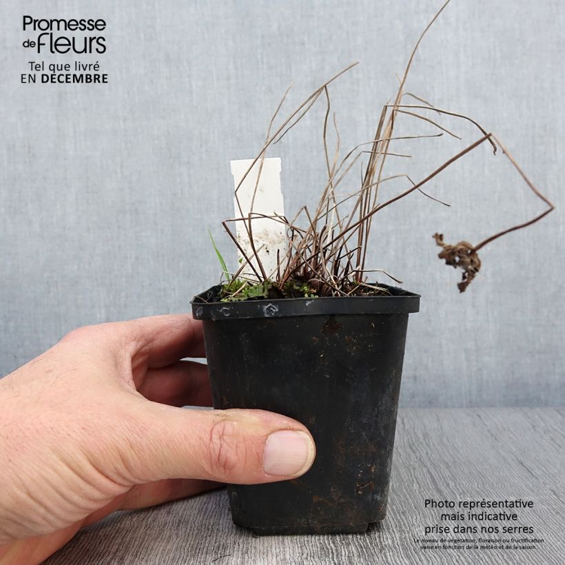 Esemplare di Geranium Brookside Vasetto da 8/9 cm come consegnato in autunno