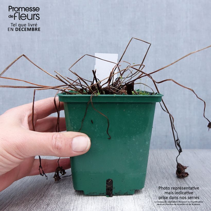 Geranium Brookside Vaso da 1L/1,5L esemplare consegnato in inverno