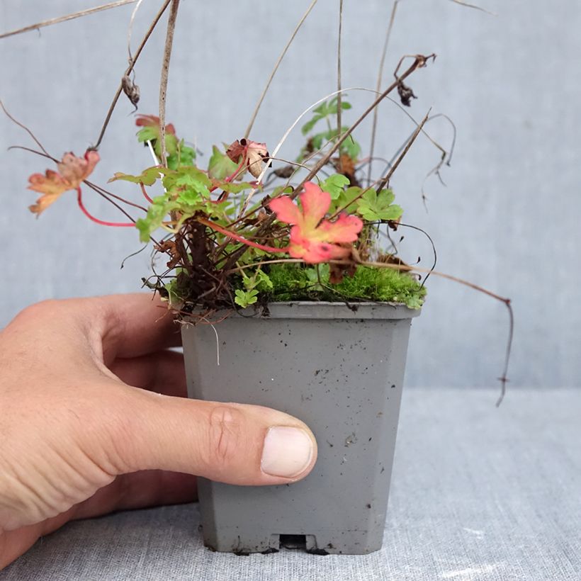 Esemplare di Geranium cantabrigiense Cambridge Vasetto da 8/9 cm come consegnato in autunno