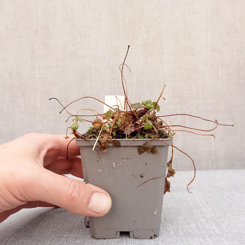 Geranium cantabrigiense Cambridge Vasetto da 8/9 cm esemplare consegnato in inverno