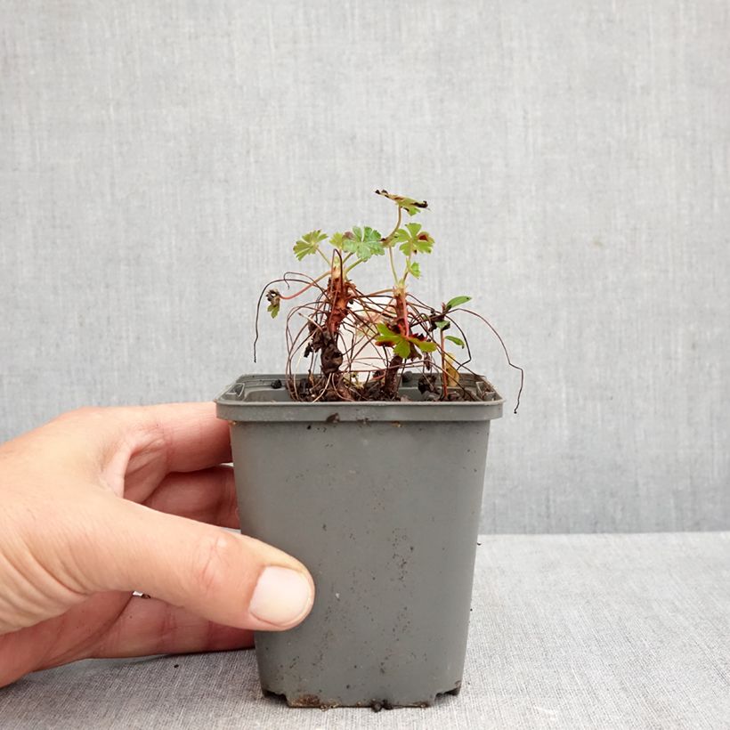 Esemplare di Geranium cantabrigiense Crystal Rose Vasetto da 8/9 cm come consegnato in autunno