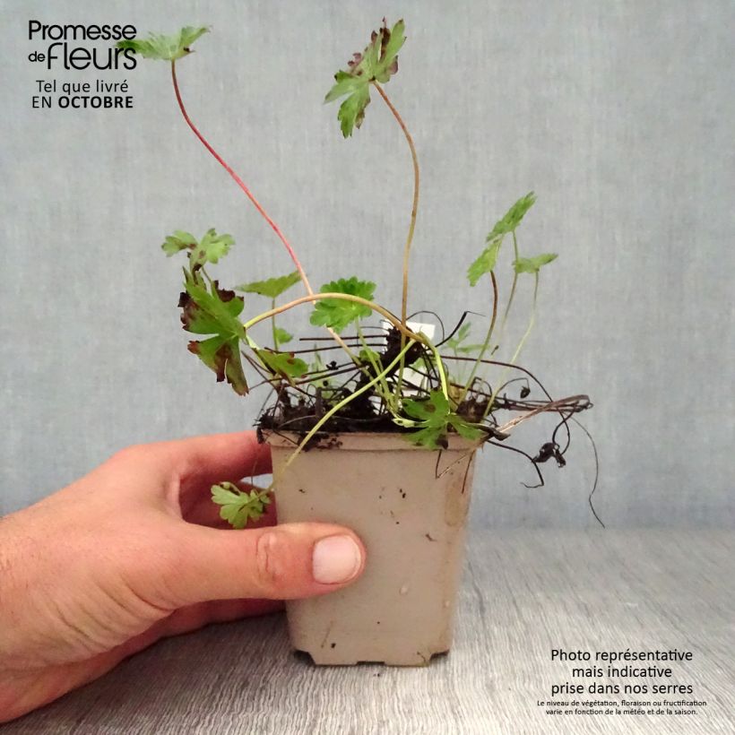 Esemplare di Geranium cantabrigiense Intense Vasetto da 8/9 cm come consegnato in autunno