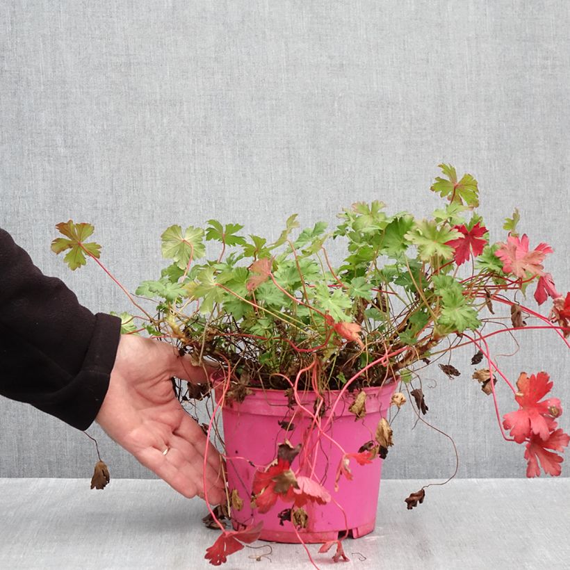 Esemplare di Geranium cantabrigiense Karmina Vaso da 2L/3L come consegnato in autunno
