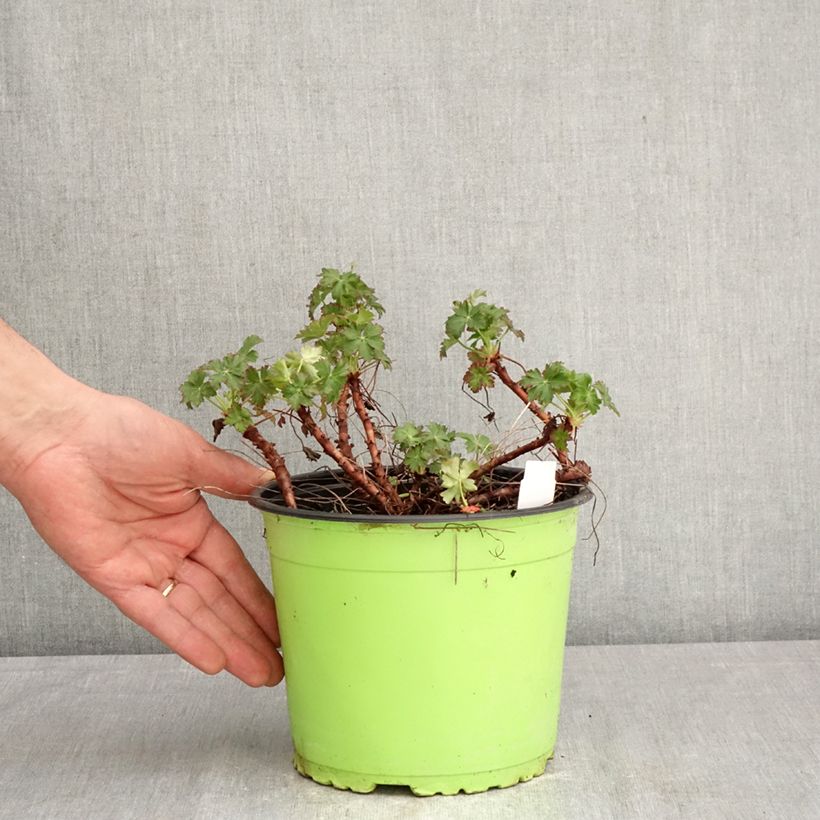 Geranium cantabrigiense Karmina Vaso da 2L/3L esemplare consegnato in primavera