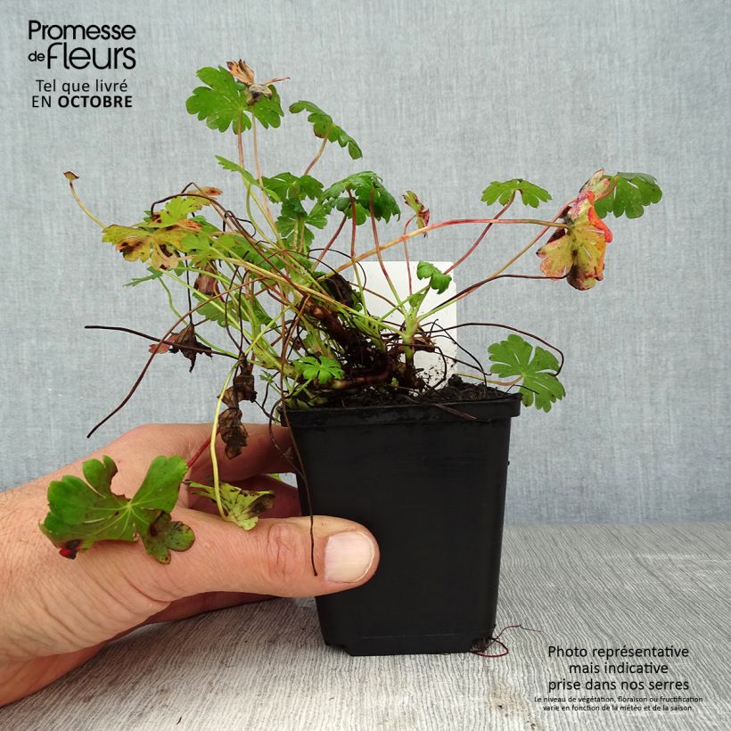 Esemplare di Geranium cantabrigiense St Ola Vasetto da 8/9 cm come consegnato in autunno