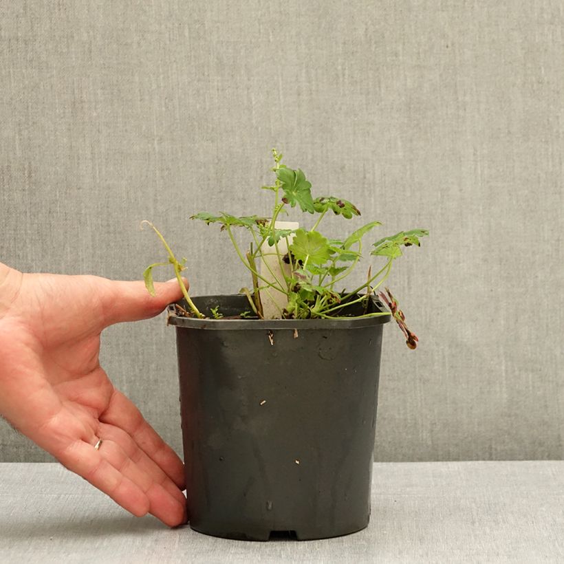 Esemplare di Geranium cantabrigiense St Ola Vaso da 2L/3L come consegnato in autunno