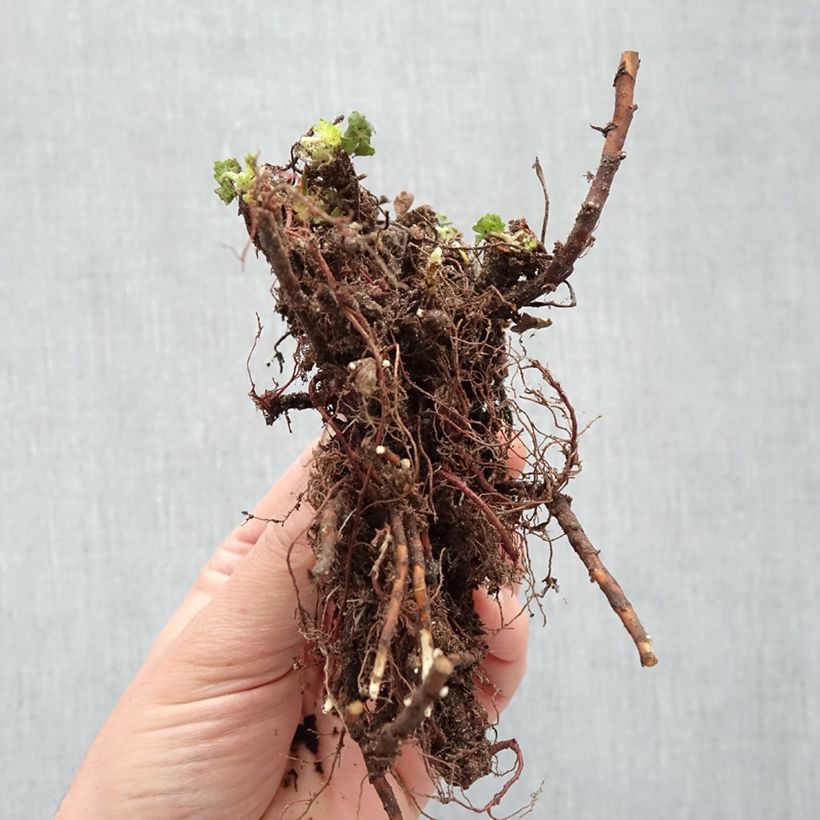 Geranium cantabrigiense St Ola Piante piccole a radice nuda esemplare consegnato in inverno