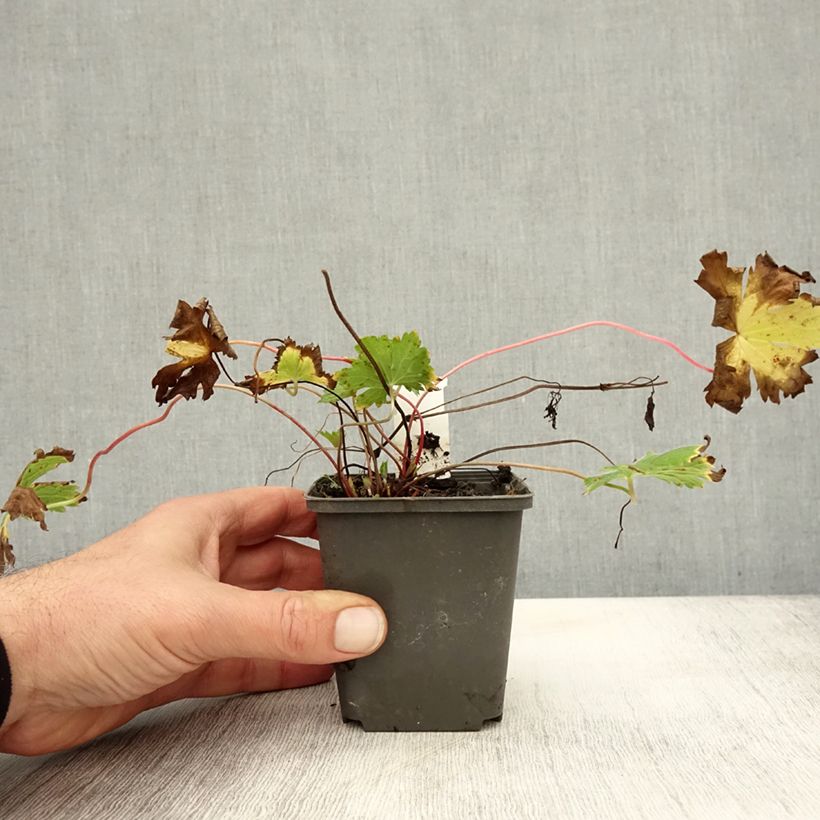 Esemplare di Geranium psilostemon Catherine Deneuve Vasetto da 8/9 cm come consegnato in autunno