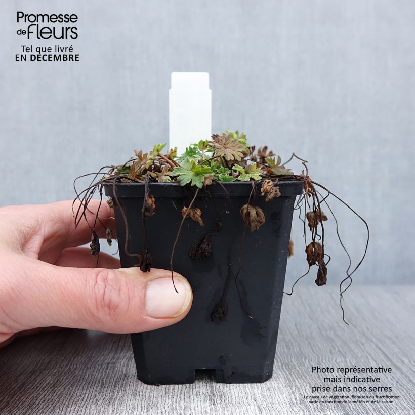 Esemplare di Geranium cinereum Ballerina Vasetto da 8/9 cm come consegnato in autunno