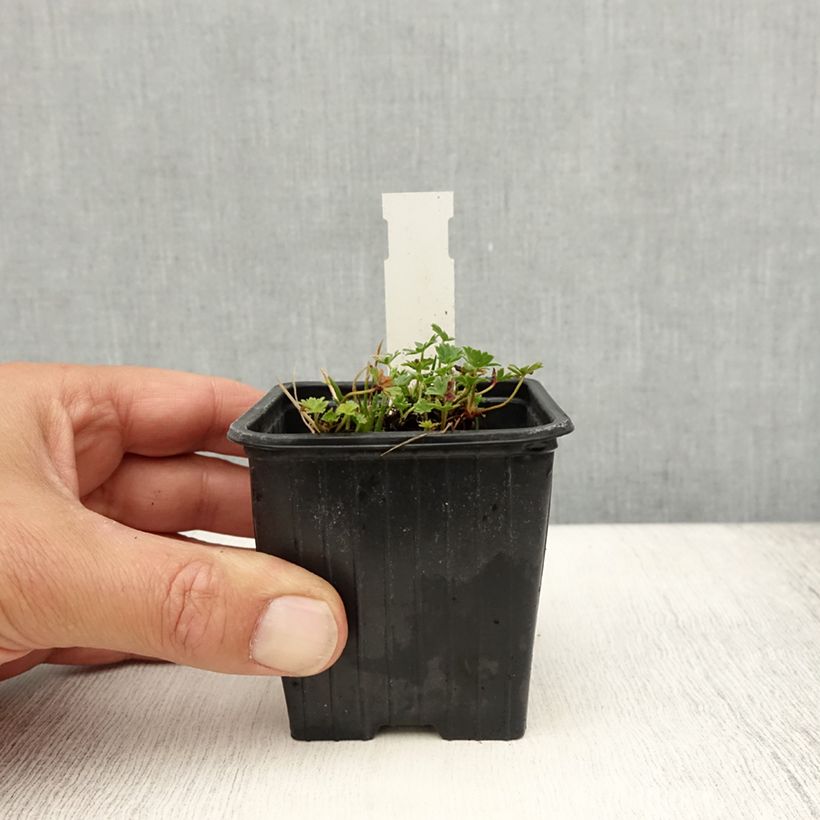 Esemplare di Geranium cinereum Ballerina Vasetto da 8/9 cm consegnato in estate