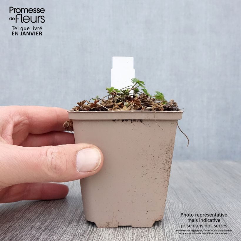 Geranium cinereum Carol Vasetto da 8/9 cm esemplare consegnato in inverno