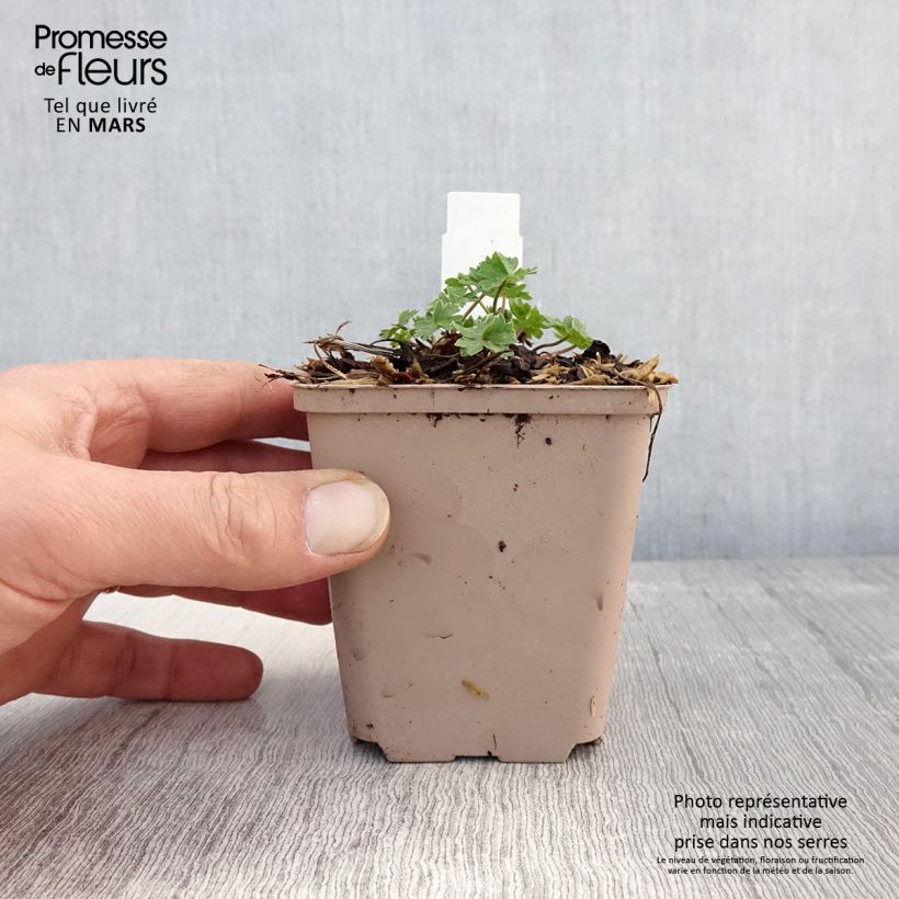 Geranium cinereum Carol Vasetto da 8/9 cm esemplare consegnato in primavera