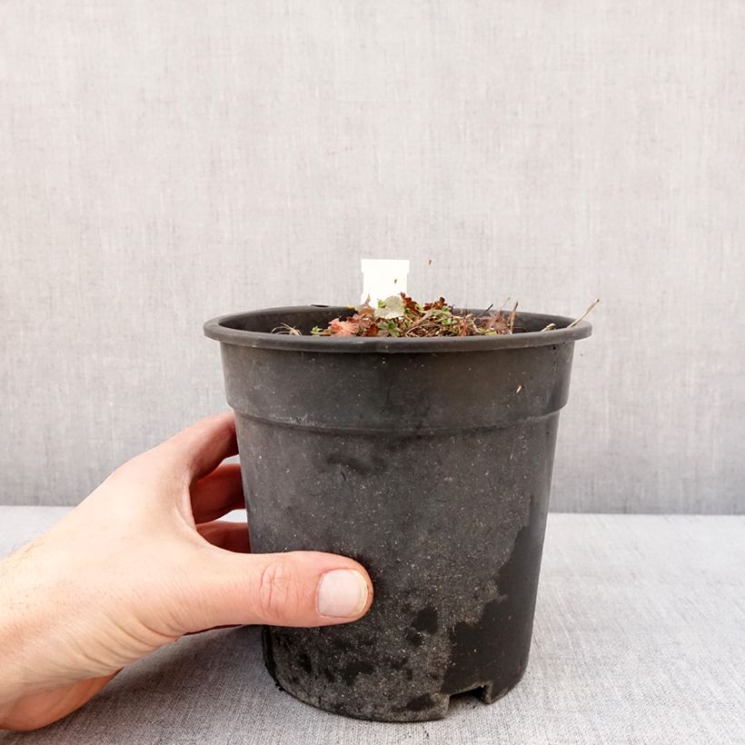 Geranium cinereum Jolly Jewel Night Vaso da 2L/3L esemplare consegnato in inverno