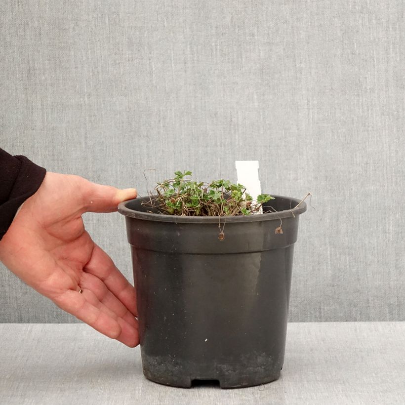 Geranium cinereum Jolly Jewel Night Vaso da 2L/3L esemplare consegnato in primavera