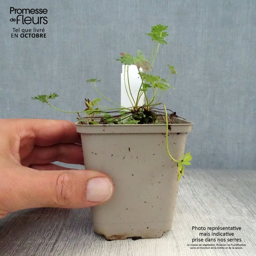 Esemplare di Geranium cinereum Laurence Flatman Vasetto da 8/9 cm come consegnato in autunno