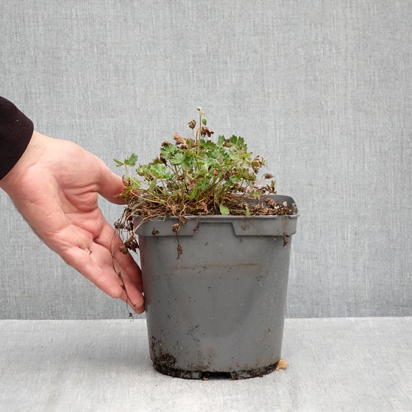 Esemplare di Geranium cinereum Laurence Flatman Vaso da 1,5L/2L come consegnato in autunno