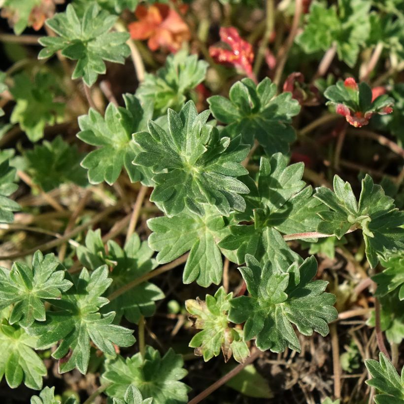 Geranium cinereum v. subcaulescens Giuseppii (Fogliame)