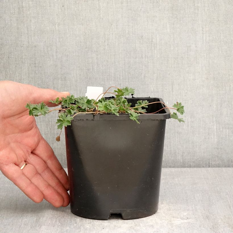 Geranium cinereum v. subcaulescens Giuseppii Vaso da 2L/3L esemplare consegnato in primavera