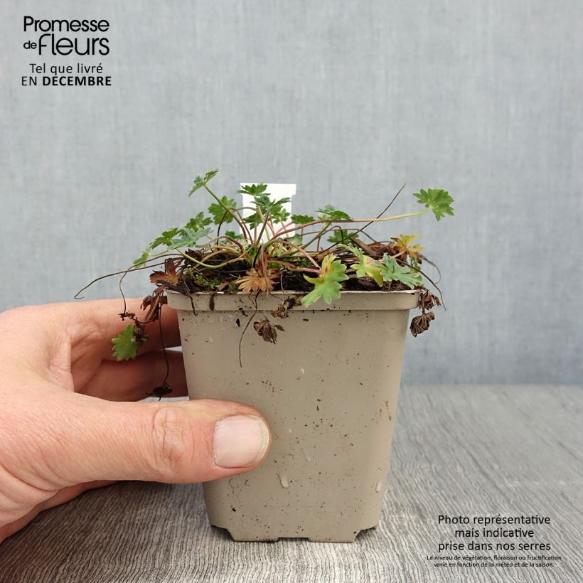 Esemplare di Geranium cinereum v. subcaulescens Vasetto da 8/9 cm come consegnato in autunno