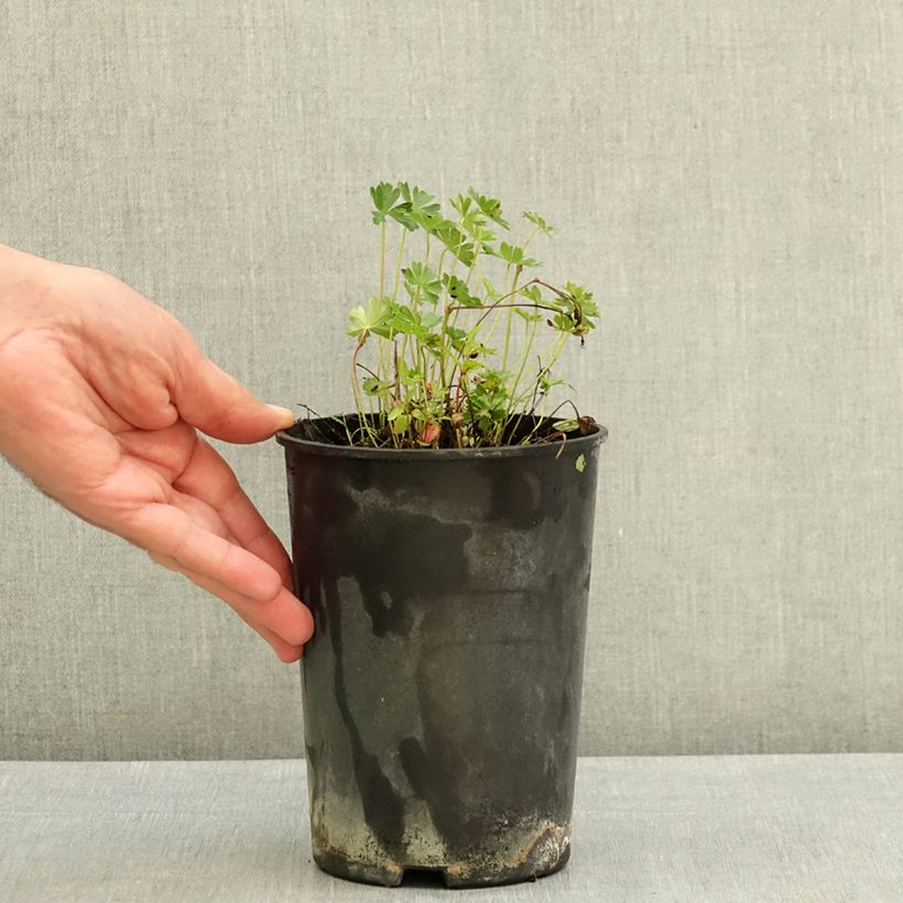 Esemplare di Geranium cinereum v. subcaulescens Vaso da 2L/3L consegnato in estate