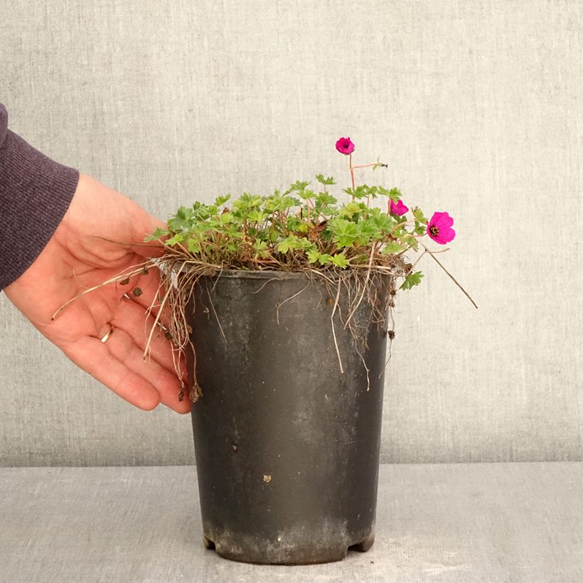 Geranium cinereum v. subcaulescens Vaso da 2L/3L esemplare consegnato in primavera