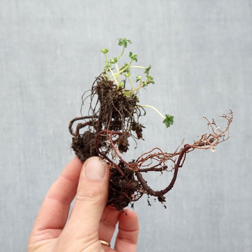 Geranium cinereum v. subcaulescens Piante piccole a radice nuda esemplare consegnato in inverno