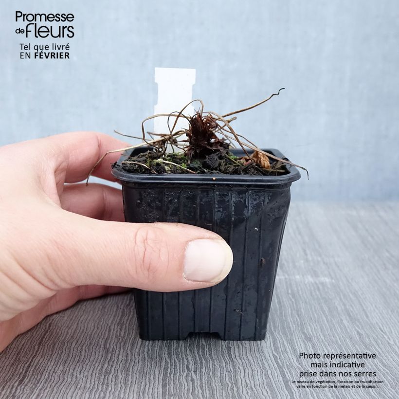 Geranium clarkei Kashmir Purple Vasetto da 8/9 cm esemplare consegnato in inverno