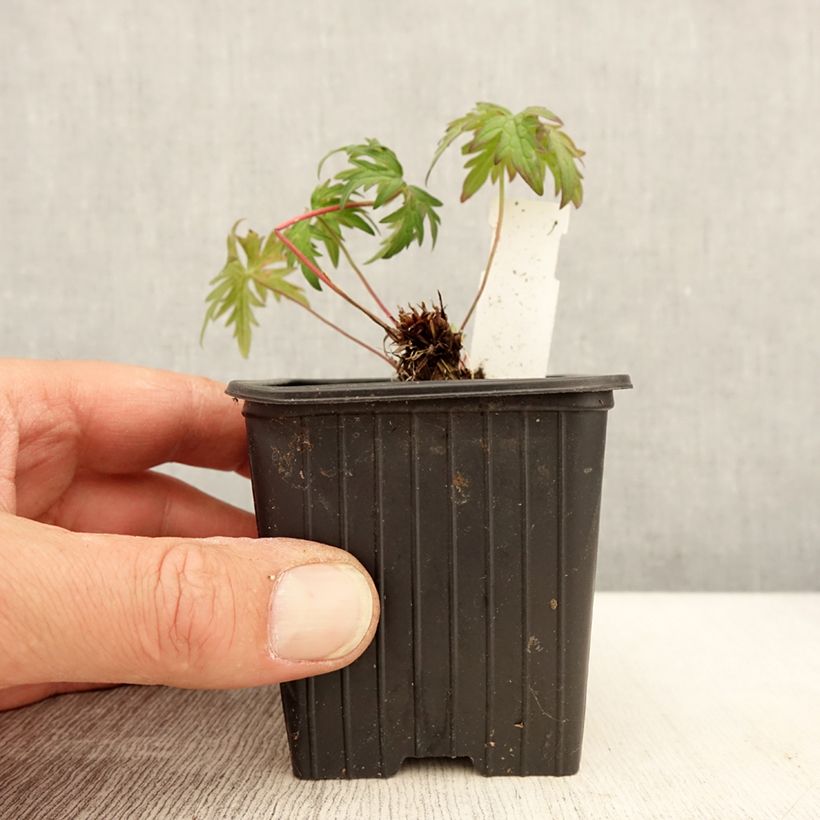 Geranium clarkei Kashmir Purple Vasetto da 8/9 cm esemplare consegnato in primavera