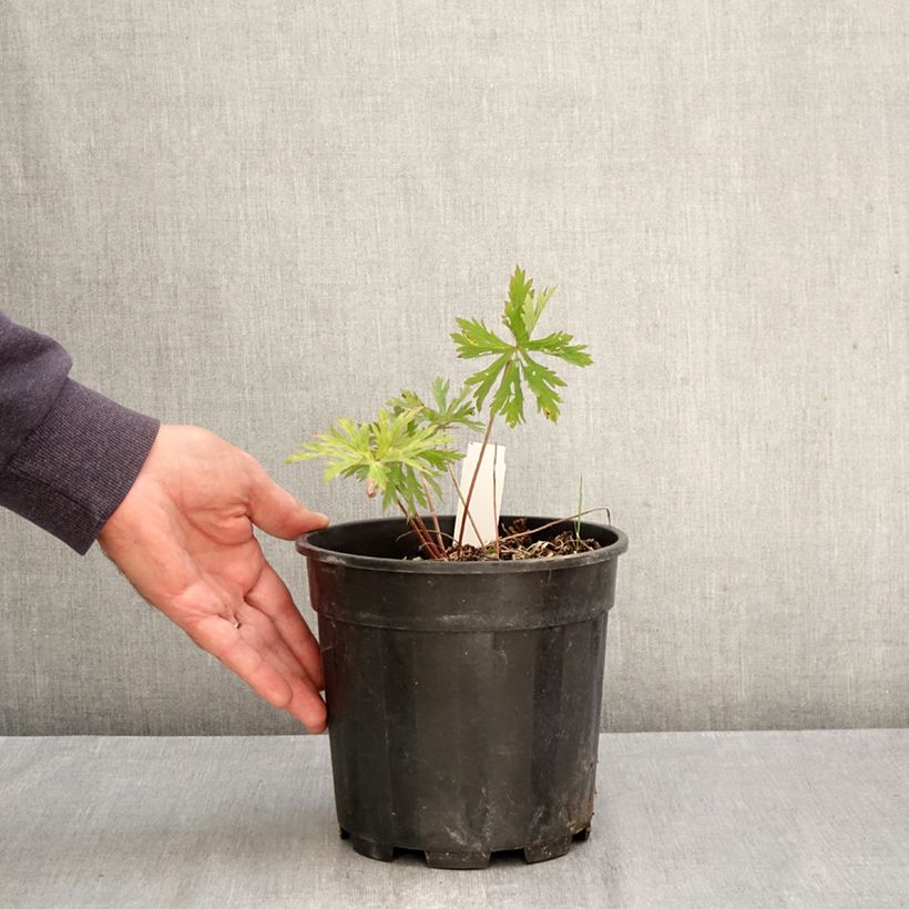 Esemplare di Geranium clarkei Kashmir Purple Vaso da 2L/3L come consegnato in autunno